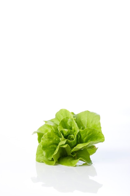 Butterkopfsalat auf einem weißen Hintergrund