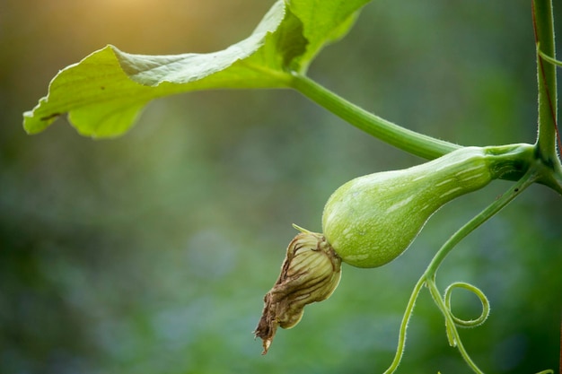 Foto butternusskürbis oder cucurbita moschata wächst auf dem baum