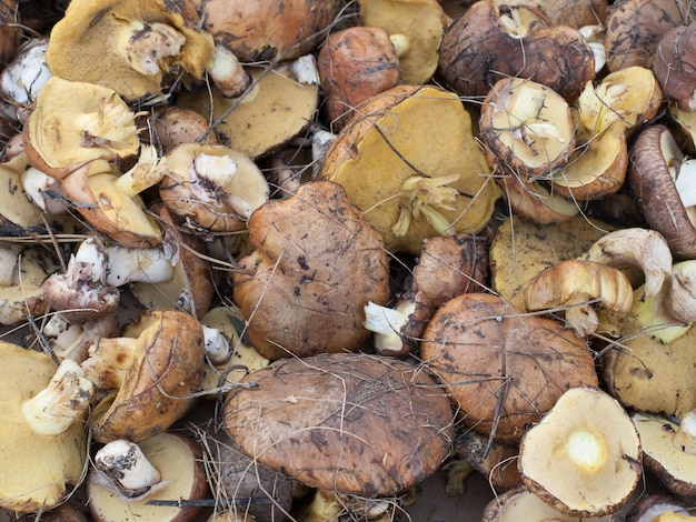 Butterpilze, die gerade im Wald gepflückt wurden