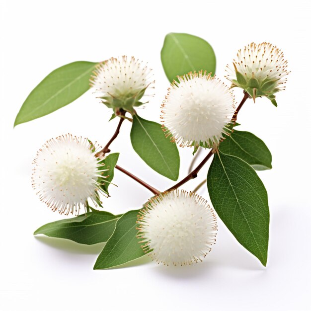 Buttonbush con fondo blanco de alta calidad ultra