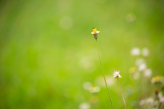 Buttonweed-Blume mit grünem Unschärfehintergrund