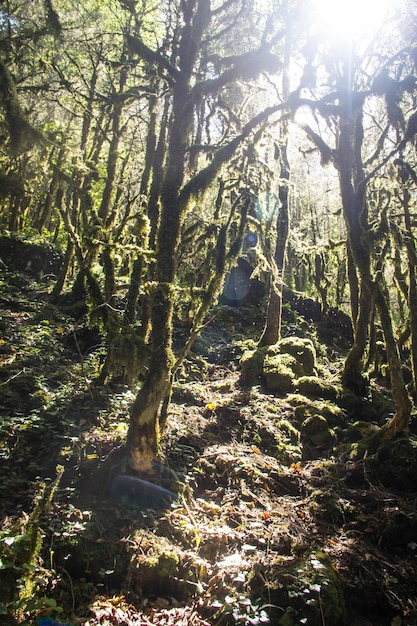 Buxo misterioso da floresta musgosa em um dia ensolarado