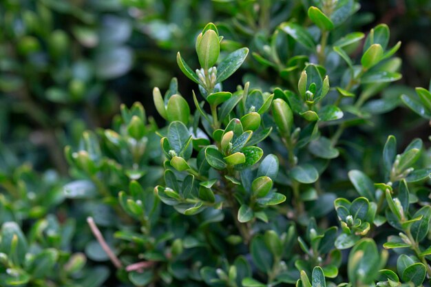 Foto buxus verde fresco buxus sempervirens hojas primer plano de boj de arbusto de hoja perenne en la naturaleza concepto verde patrón natural textura de la naturaleza