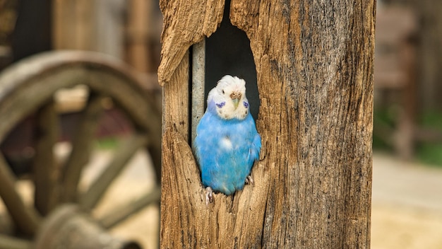 Búzio azul e branco em uma cavidade de árvore