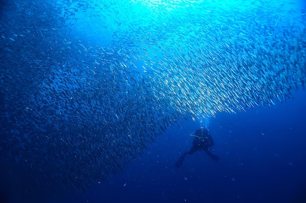 buzo y banco de peces, tornado de peces, hombre del ecosistema de vista submarina bajo el agua