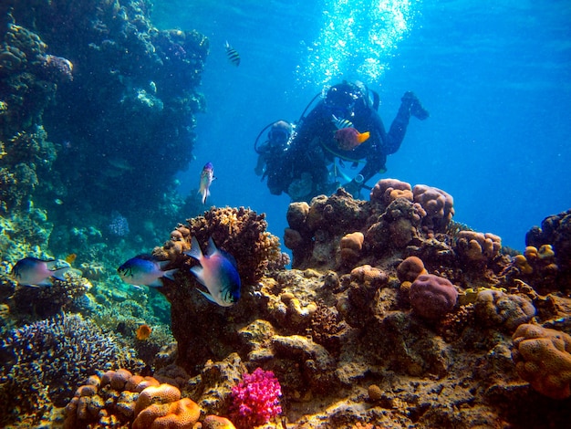 Buzo de hombre y hermoso colorido arrecife de coral bajo el agua.