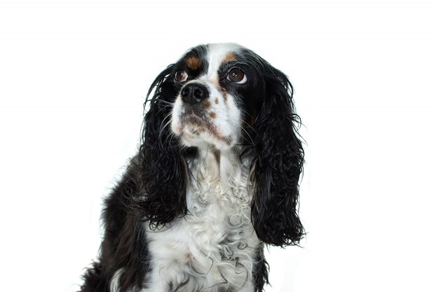 CÃO DE PREOCUPAÇÃO CAVALIER CHARLER KING SENTADO E OLHANDO PARA CIMA. ISOLADO CONTRA O FUNDO BRANCO