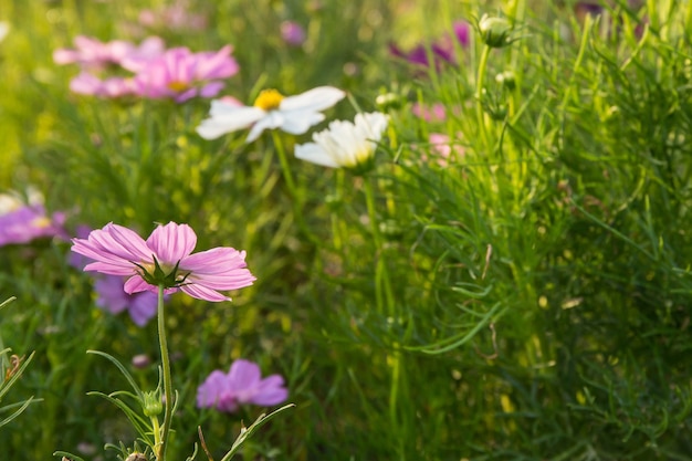 C.sulphureus Cav. ou Cosmos de enxofre, flor e céu azul