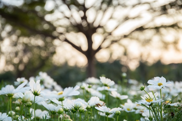 C.sulphureus Cav. ou cosmos de enxofre, flor