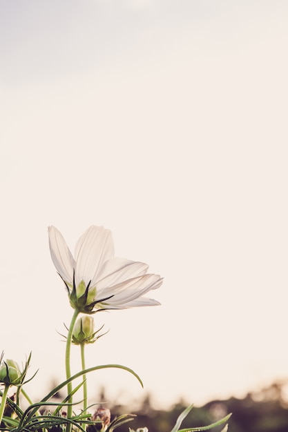 C.sulphureus Cav. ou cosmos de enxofre, flor