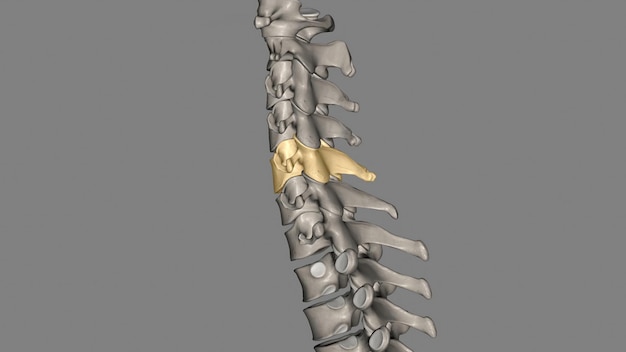 C5 proporciona sensación a la parte superior de su brazo hasta el codo.