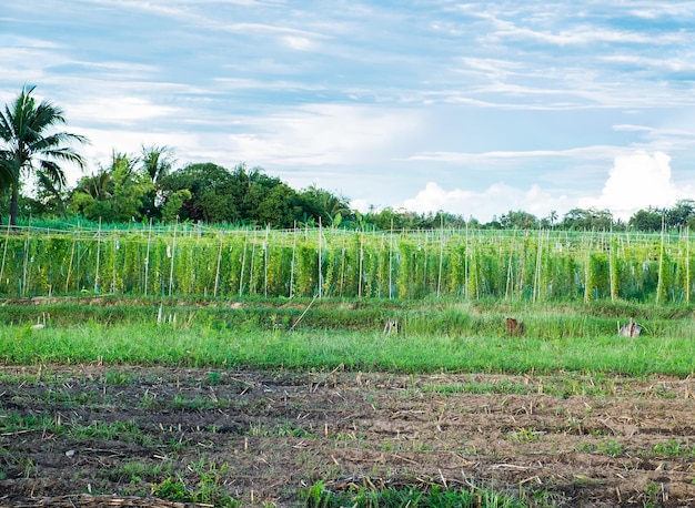 Cabaça amarga cabaça melonchinesa cultivada na fazenda