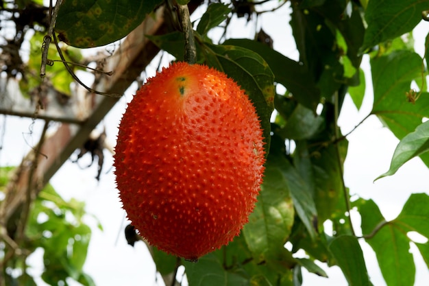 Cabaça amarga espinhosa ou Baby Jackfruit no jardim