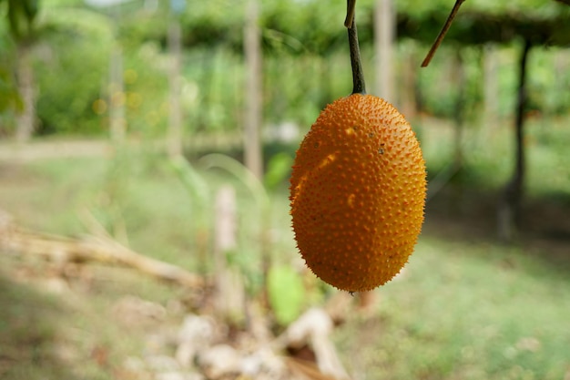 Foto cabaça amarga espinhosa ou baby jackfruit no jardim