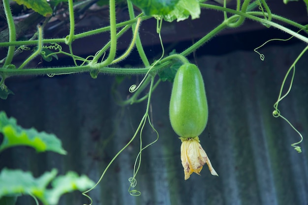 Cabaça de cera Chalkumra vegetal orgânico Cinza Cabaça de inverno Melão Sementes Benincasa hispida