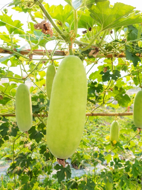 Cabaça de cera verde em campo agrícola