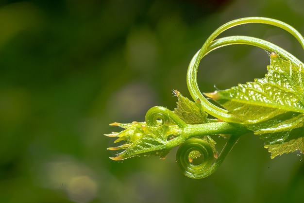 Cabaça de hera fresca plantas em crescimento mudas de planta manuseie e regue as plantas jovens que crescem na sequência de germinação em solo fértil com fundo verde natural