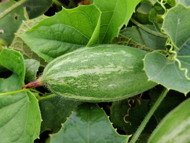 Cabaça pontiaguda de cor verde na árvore na fazenda para colheita. Legumes frescos de Bangladesh