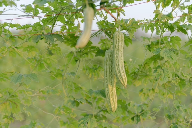 Cabaço amargo fresco ou crescimento de melão amargo na árvore na fazenda de vegetais orgânicos