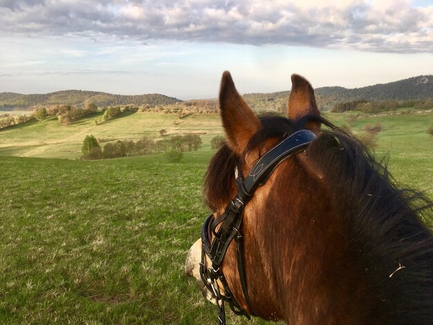 Foto cabalgar en la naturaleza