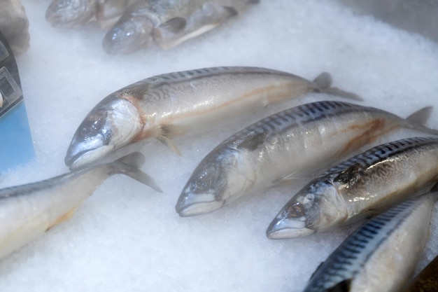 Caballa fresca de pescado crudo sobre hielo Almacenamiento de productos refrigerados Enfoque selectivo