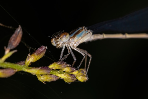 Caballito del diablo adulto de alas angostas de la familia Coenagrionidae