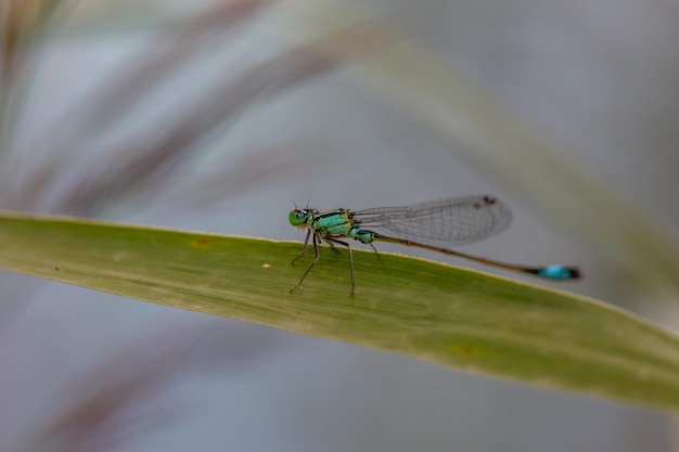 Caballito del diablo de cola azul sentado en una rama Fotografía macro de libélula azul