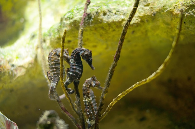 Caballito de mar en un acuario con algas marrones