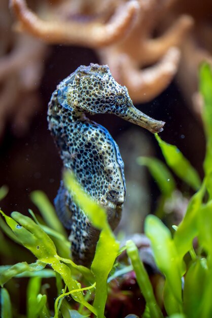 Caballito de mar en acuario