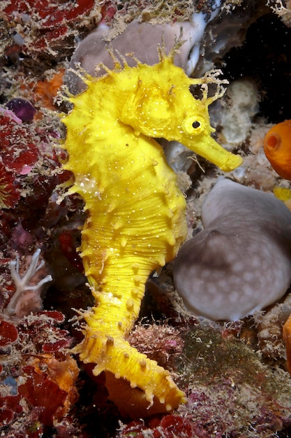 Foto un caballito de mar amarillo está entre los corales.