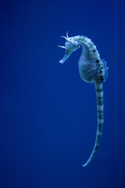 Caballito de mar en el azul