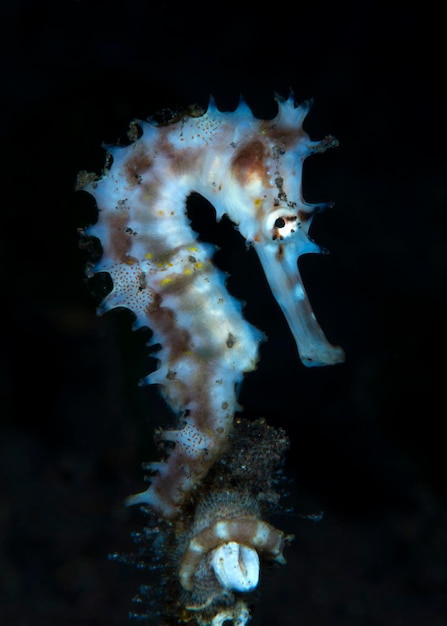 Caballito de mar espinoso - Hippocampus histrix. Vida macro submarina de Tulamben, Bali, Indonesia.