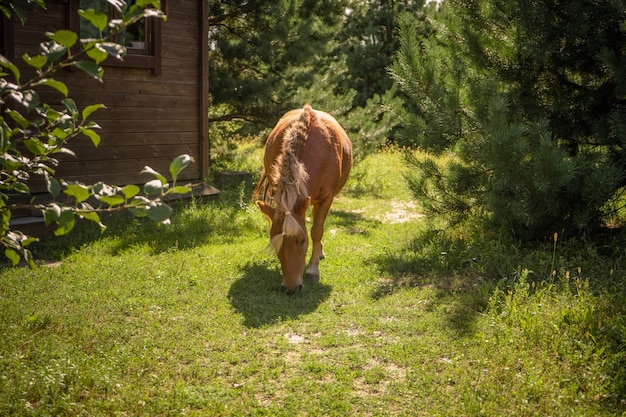 Caballito pastando cerca de la cabaña del bosque. Pony jengibre mordisquea hierba fresca en césped verde cerca de la casa de madera.