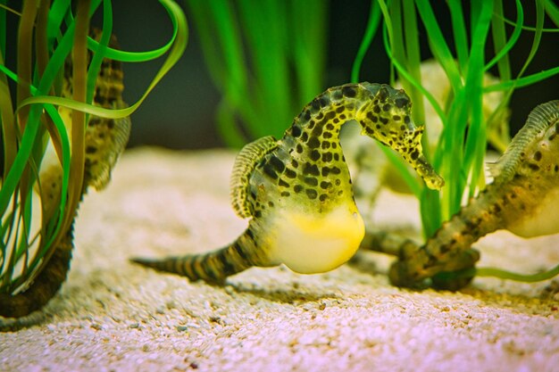 Caballitos de mar en pastos marinos pequeños animales acuáticos en primer plano interesante para observar