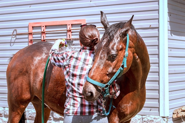 Un caballo abraza a una mujer Una joven lava un caballo