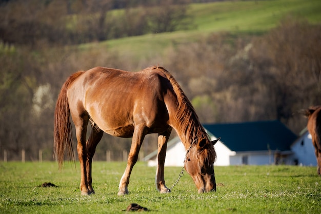 Un caballo adulto pasta en un prado verde detrás de ella hay altas colinas y casas de campo