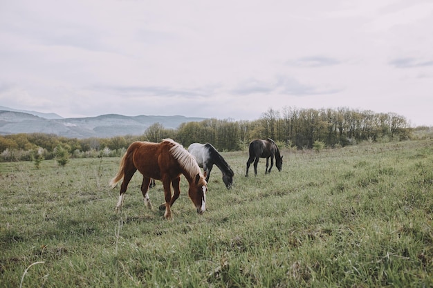 Caballo al aire libre comiendo hierba paisaje campo naturaleza