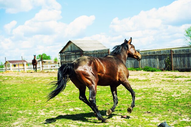 Caballo al galope en la pradera