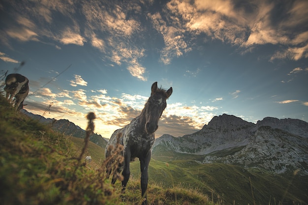 Caballo en los Alpes italianos con las primeras luces del día