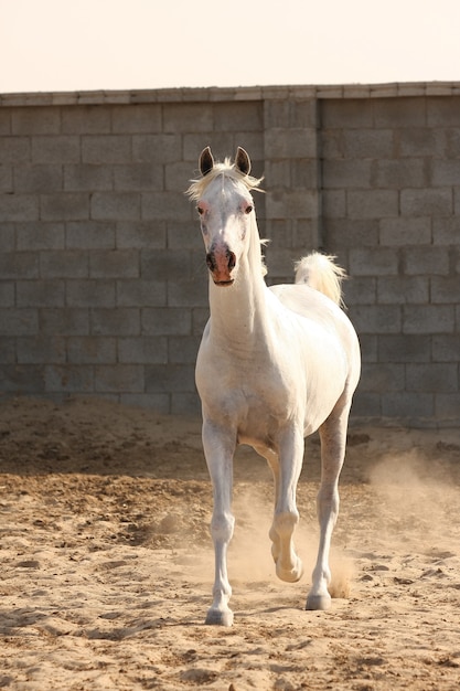 caballo árabe blanco