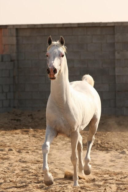 caballo árabe blanco