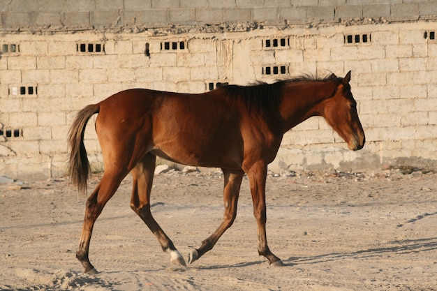 El caballo árabe es una raza de caballos que se originó en la península arábiga.