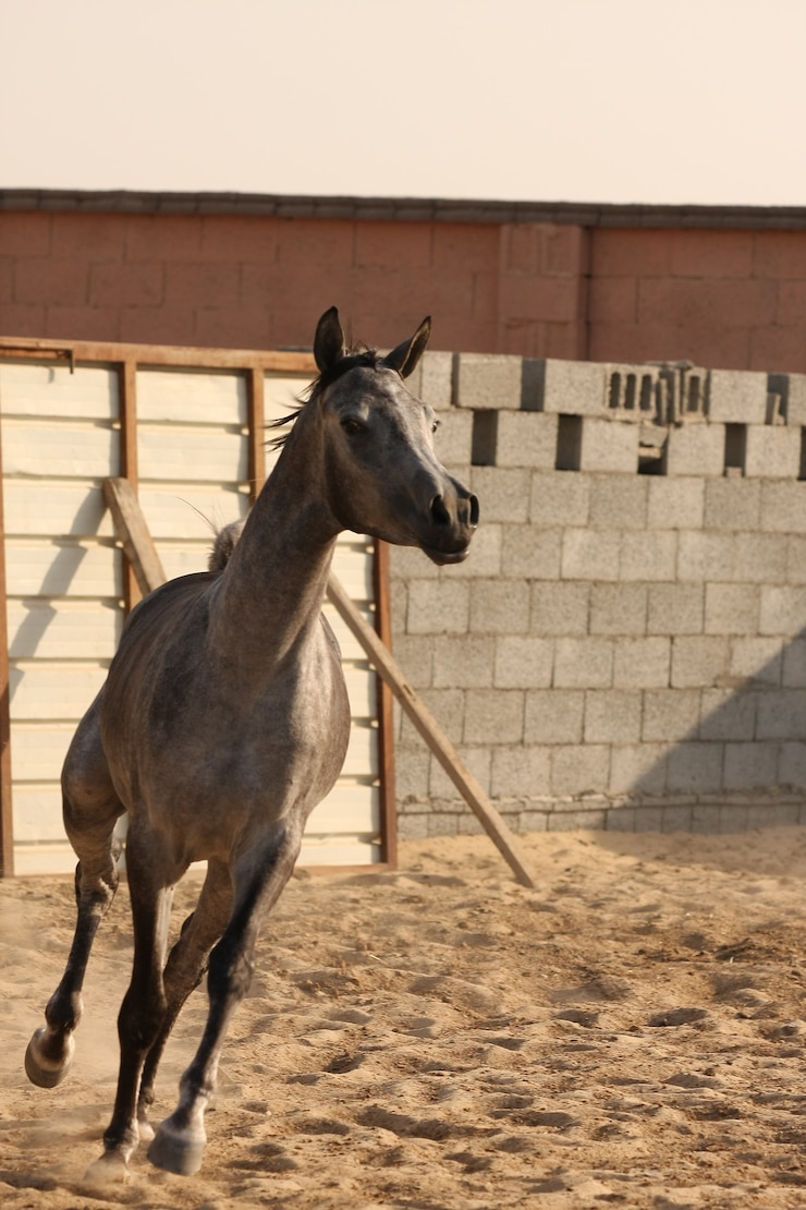 Foto el caballo árabe es una raza de caballos que se originó en la península arábiga.