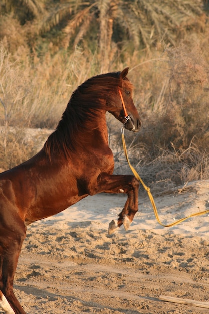 El caballo árabe es una raza de caballos que se originó en la península arábiga.