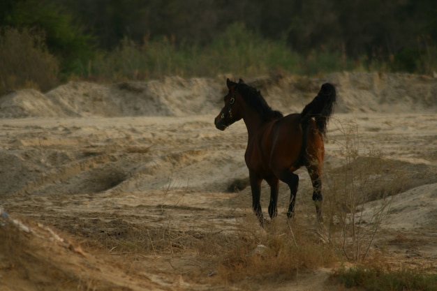 El caballo árabe es una raza de caballos que se originó en la península arábiga.