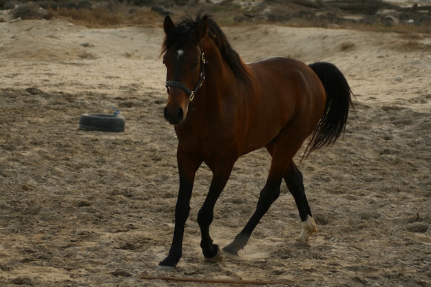 El caballo árabe es una raza de caballos que se originó en la península arábiga.