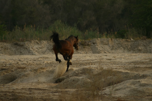 Foto el caballo árabe es una raza de caballos que se originó en la península arábiga.