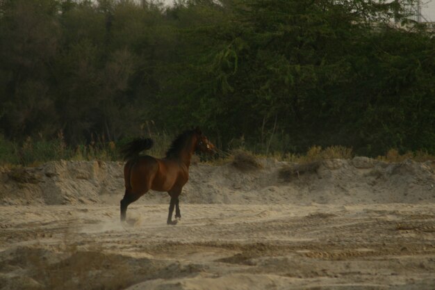 Foto el caballo árabe es una raza de caballos que se originó en la península arábiga.