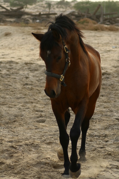 El caballo árabe es una raza de caballos que se originó en la Península Arábiga.