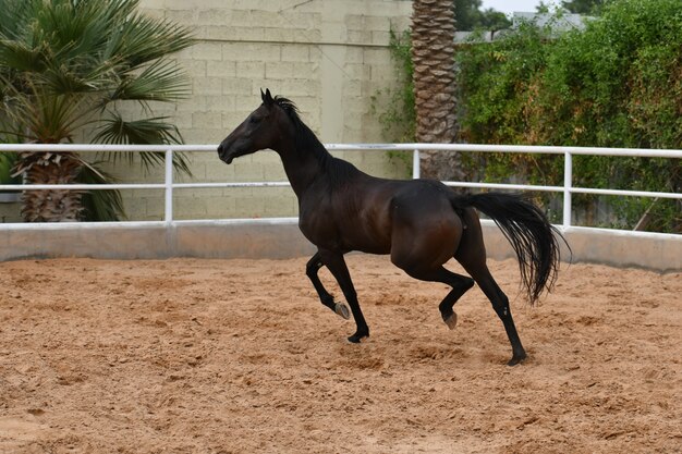 El caballo árabe es una raza de caballos que se originó en la Península Arábiga.